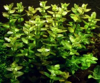 Bacopa caroliniana1